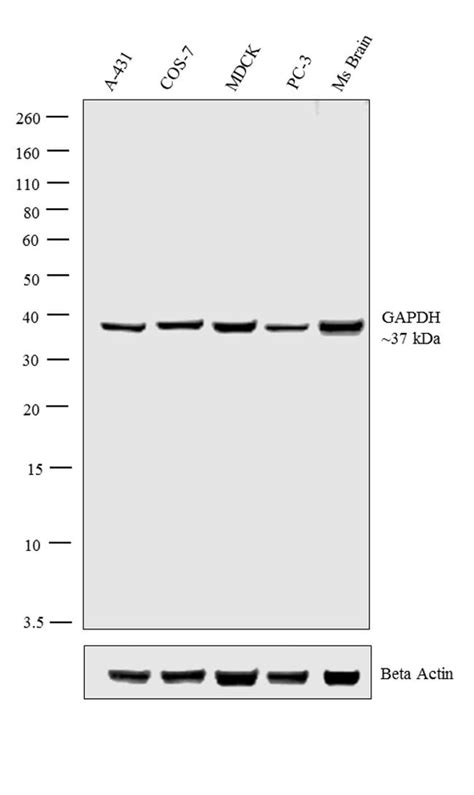 Anti-GAPDH Antibodies | Invitrogen