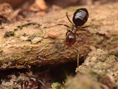 A photographic glimpse into Brazil’s ant diversity – Myrmecological ...