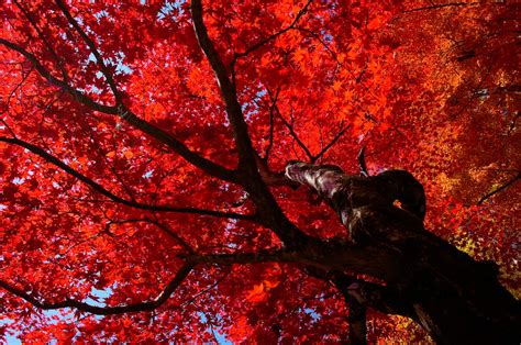 Visiting Japan in Fall: A Guide to Japan's Autumn Colors