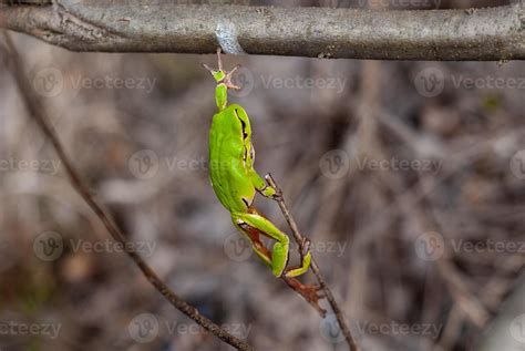 European tree frog reaching for a branch in natural habitat, small tree ...