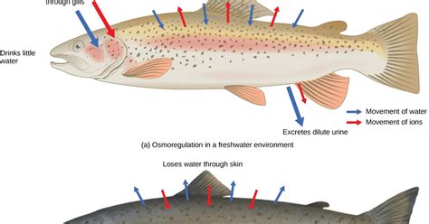 Differentiate between Osmoconformers and Osmoregulators - Your Learning ...