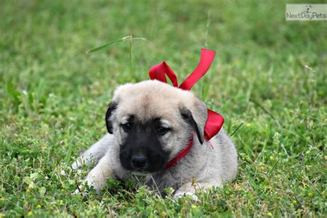 Gorgeous Pups: Anatolian Shepherd puppy for sale near Dothan, Alabama ...