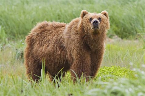 Brown bear - Simple English Wikipedia, the free encyclopedia