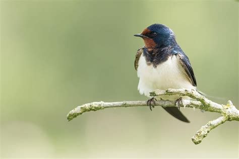 5 Infectious Diseases Spread by Birds