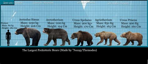 Cave Bear Size Comparison