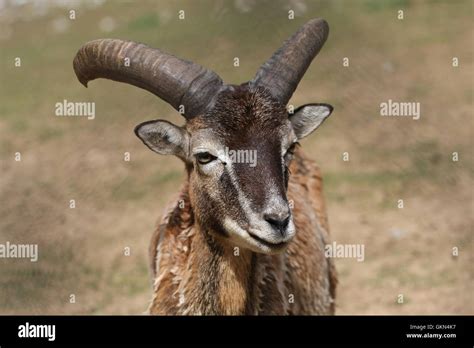 Mouflon sheep Stock Photo - Alamy