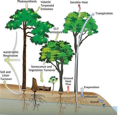 Plants | Free Full-Text | Green Leaf Volatile Emissions during High Temperature and Drought ...