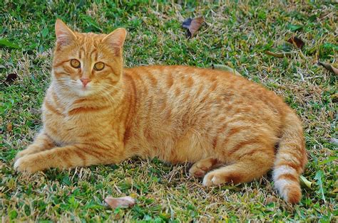 Stowaway Cat Freed From Chennai Port After Three Months, Following ...