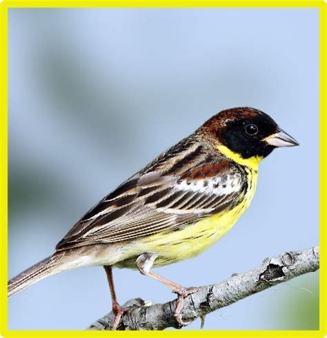 Yellow Birds Seen in North America - Yellow-Breasted Bunting | Aves