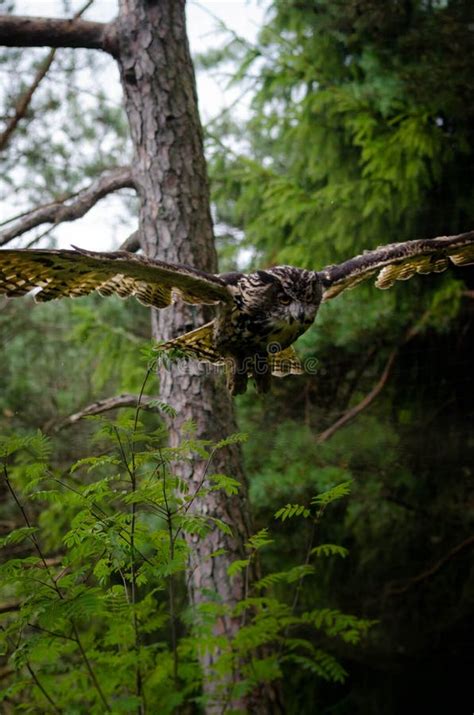 Eurasian eagle owl stock photo. Image of nature, flying - 97861434