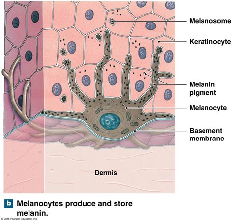 Melanocytes and Melanin | Anatomy and physiology, Skin anatomy, Skin ...