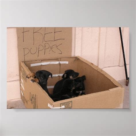 Free Puppies in a Box Poster | Zazzle