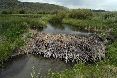 Beaver Dams Boost Songbird Populations | Live Science