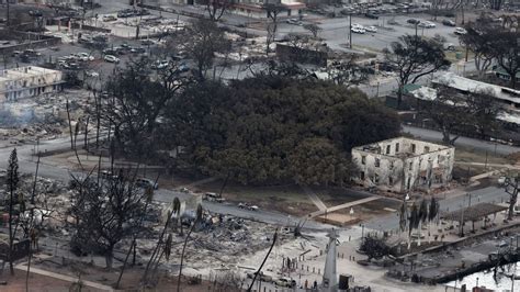 Lahaina's historic 150-year-old banyan tree was badly scorched by wildfires, but it's still ...