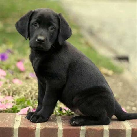 Cute Lab Puppies Wallpaper - WallpaperSafari