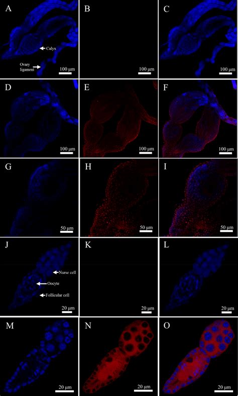 RNA-FISH analysis of Crp32B transcripts. (A−C) An ovary and (J−L ...