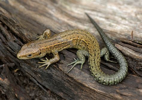 Common lizard ©Northeast Wildlife - South West Scotland Environmental Information Centre