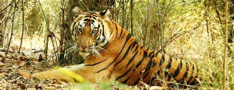 Bandhavgarh National Park - Densest Population of Tigers in India