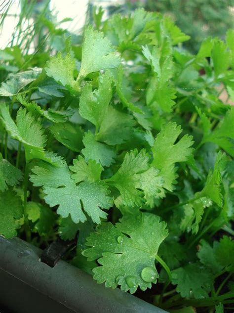 Complete Guide to Coriander Farming: Varieties, Climate Requirement, Harvesting, Yield and Economics