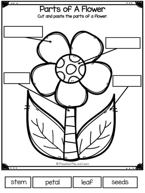 parts of a flower worksheet for students to practice the parts of a flower