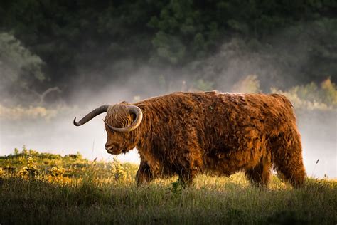 highland bull getting up at sunrise | Stan Schaap PHOTOGRAPHY