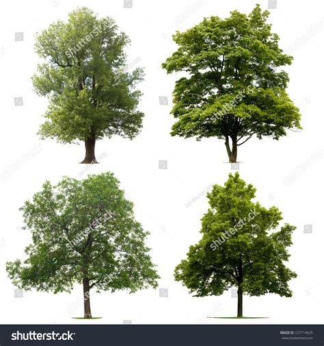 3,143,132 Tree Isolated White Background Images, Stock Photos & Vectors | Shutterstock