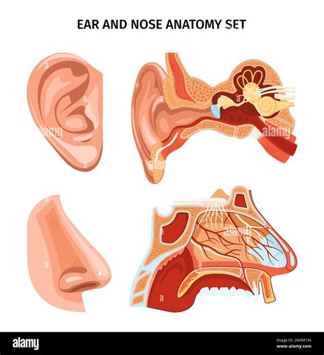 Nose and ear anatomy scheme with appearance and cross section of organs realistic vector ...