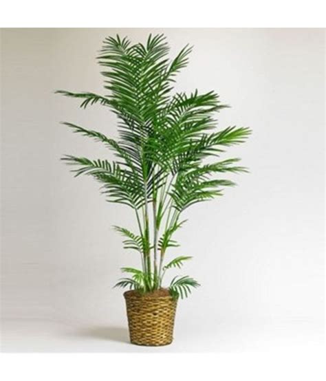 Creative Farmer Bamboo Palm Seeds (Pack of 10) Tree Seeds: Buy Creative Farmer Bamboo Palm Seeds ...