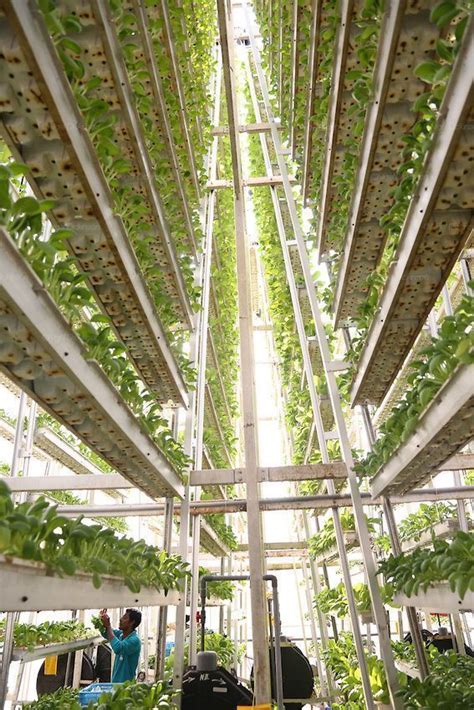 A VERTICAL FARM just might be the right thing to look into… | Indoor farming, Vertical farming ...