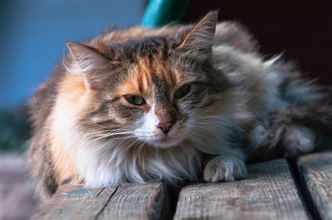 10 POPULAR Russian cat names! - Russia Beyond