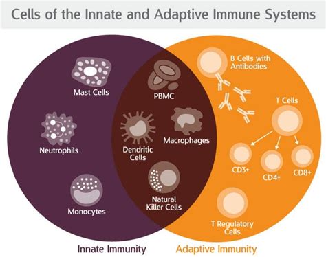 Comparing the Innate and Adaptive Immune Systems | Seattle, WA Patch