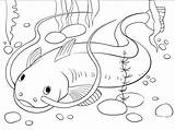 Catfish coloring Page  ColouringPages sketch template