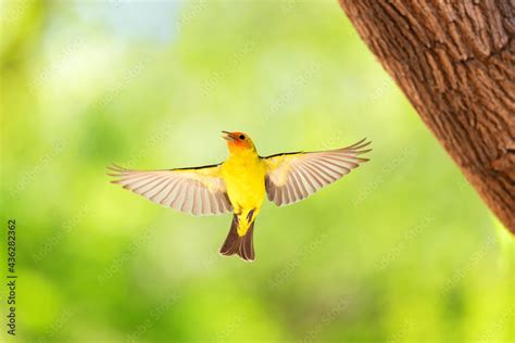 Western Tanager Piranga ludoviciana male in Flight Stock Photo | Adobe ...