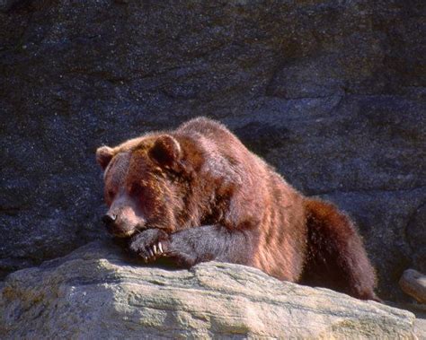 Grizzly Bear Sleeping Fine Art Photography by ArtistWithTheCamera ...