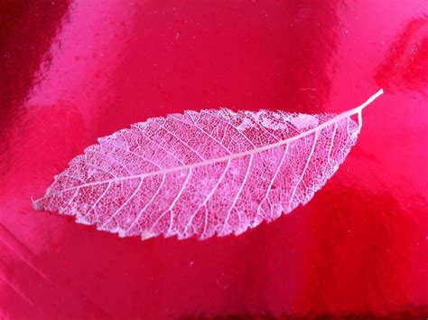 Leaf Skeletonization : 6 Steps - Instructables