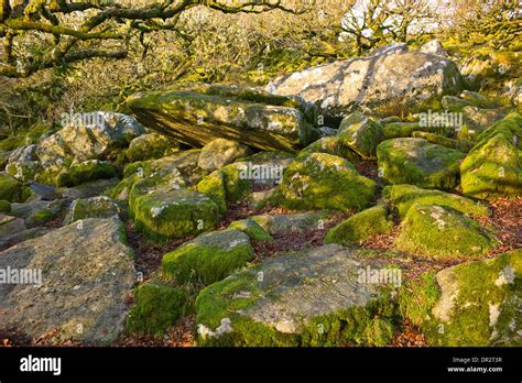 Wistman's Wood, an ancient upland oak wood, West Dart River valley, Dartmoor, Devon. Pedunculate ...