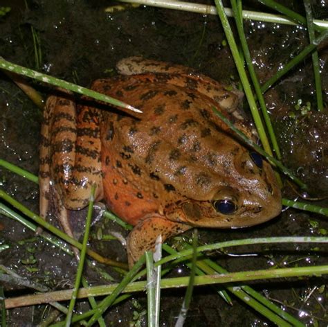 California red-legged frog (Threatened) | The California red… | Flickr