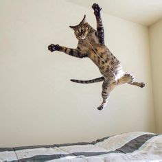 30 Cats Jumping ideas | cats, jumping cat, funny cats