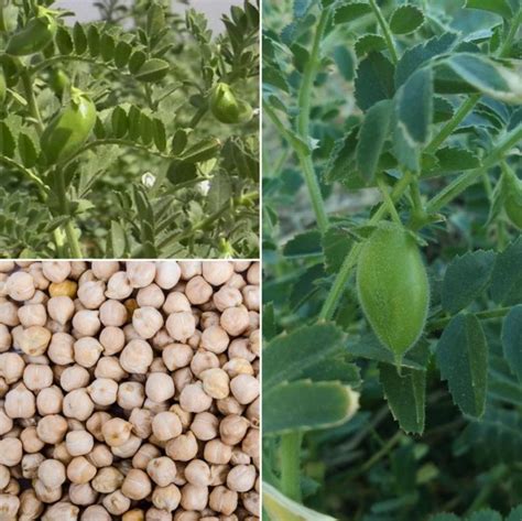 Chickpea Cultivation Income (Bengal Gram), Project Report | Agri Farming