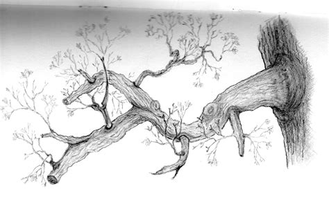 Pin on How to Draw Realistic Trees, Plants Bushes and Rocks