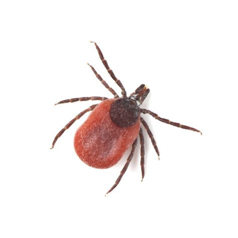 Deer Tick Identification, Habitat & Behavior | Anderson Pest Solutions