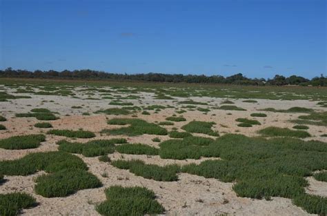 Exposed bare lake bed sediments, with minimal samphire, (and some couch ...