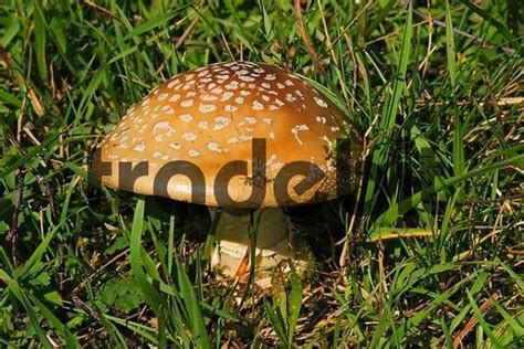 Blusher Amanita rubescens, edible mushroom - Download Nature