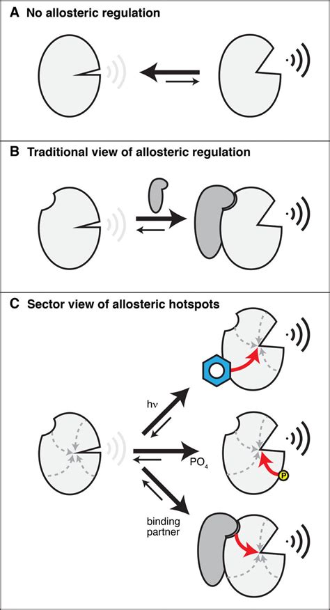 Allosteric Regulation in Proteins | Download Scientific Diagram