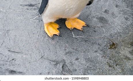 Penguin Feet Photos, Images & Pictures | Shutterstock