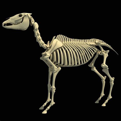 Horse Skeleton - 3D Model by 3D Horse