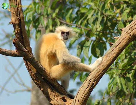 Gee's Golden Langur | Trachypithecus geei | Characteristics | Diet