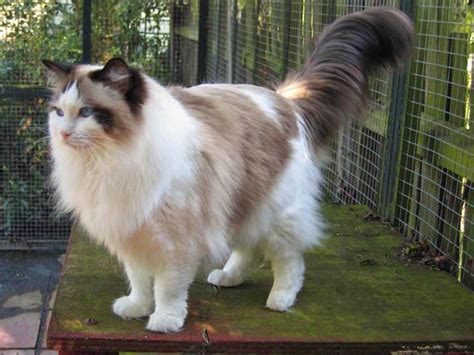 Ragdoll – cat with blue eyes | DinoAnimals.com