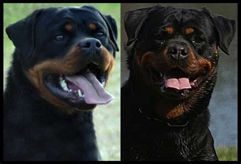 Giant German Rottweiler Puppies for Sale Washington - King Rottweilers