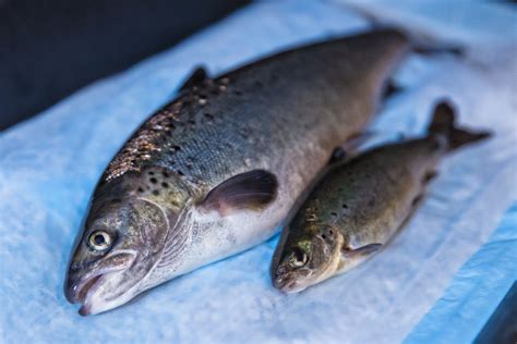 Genetically engineered fish is not a matter of "if" but "when"